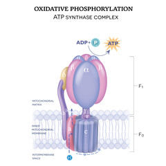 The ATP synthase (complex V) consists of two components F0 and F1. The formation of ATP using adenosine diphosphate (ADP) and inorganic phosphate (Pi). - obrazy, fototapety, plakaty