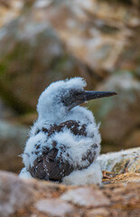 baby gannet © Arvydas