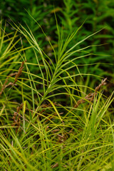  Palm leaf sedge, or Muskingumen sedge - variety Gold Fountain (Carex muskingumensis )