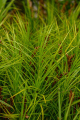 Palm leaf sedge, or Muskingumen sedge - variety Gold Fountain (Carex muskingumensis )