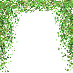 Green vine, creeper or ivy hanging from above or climbing the wall.Decoration for garden or home.Template on white background.