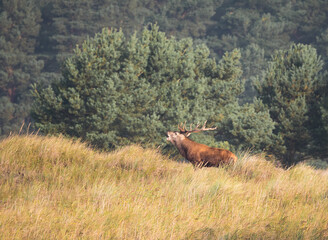 Der Rothirsch (Cervus elaphus), jägersprachlich Rotwild und seltener auch Edelhirsch genannt
