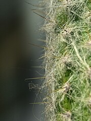 Meise, Belgium - March 2022 - Visit to the magnificent 92-hectare botanical garden of Meise	