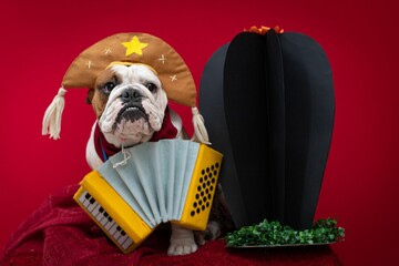 Beautiful shot of a bulldog costumed as a captain for June party