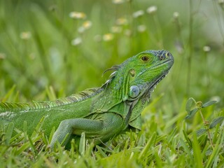 Beautiful portrait of invasive green iguana in grassland