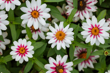 Daisies summer background. Zinnia in summer garden. Beautiful summer background with white daisies flowers of zinnia