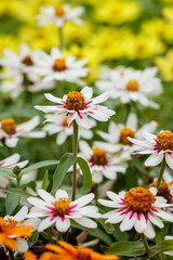 Zinnia in summer garden. Beautiful summer background with white daisies flowers of zinnia.