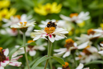 Zinnia in summer garden. Beautiful summer background with bumblebee on white daisies flowes of zinnia