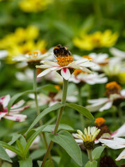 Zinnia in summer garden. Beautiful summer background with bumblebee on white daisies flowes of zinnia.