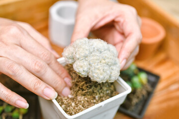 Indoor houseplant for home decoration, Replanting tree gardening tool, Planting cactus in small flower pot, City lifestyle hobby and recreation.