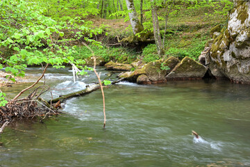 Floodplain forest Igneada National Park Turkey. Igneada, iğneada district Kirklareli city Turkey