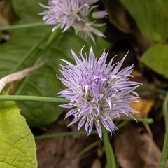 Sheepbit growing in the wild