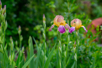 irises bloom in the summer on the lawn