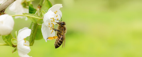 The honey bee sits on a flower of a bush blossoming cherry tree and pollinates him. Spring...