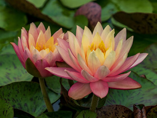pink water lilies