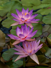 pink water lilies