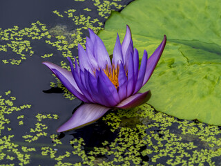 water lily in the pond