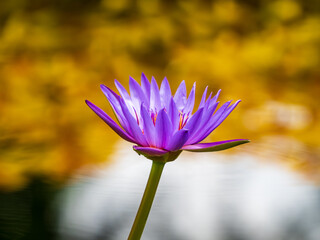 purple water lily