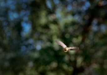 Tiny hummingbird hovering in the air