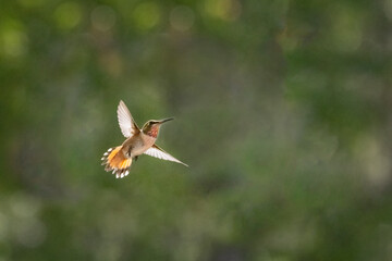 Tiny hummingbird hovering in the air