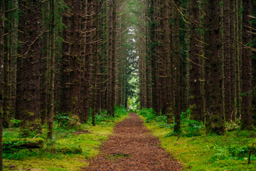 Obraz premium Straight dirt trail surrounded by second growth forest in Alaska.