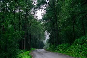 Wet dirt road surrounded by dark moody forest in Alaska.