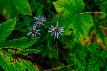 Wet wilting flowers in the autumn forest.