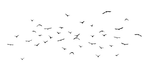 A flock of flying birds. Free birds. Vector illustration