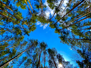 trees and sky
