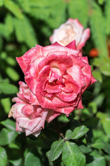 Blossoming pink rose in summer garden, natural light,vertical.