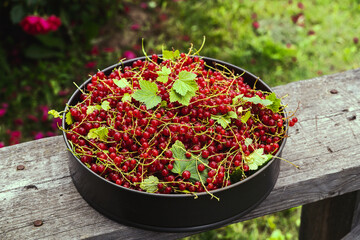 Fresh red currant berries in a bowl, in the garden of a country house, close-up.