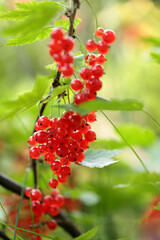 A branch of juicy red currant, with bright greenery and beautiful bokeh, for advertising and space for text, logo