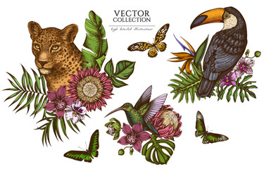Tropical animals vintage illustrations collection. Hand drawn logo designs with leopard, hummingbird, toucan, rajah brooke's birdwing, african giant swallowtail, monstera, banana palm leaves © Sad