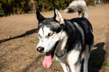 Naklejka na ściany i meble Siberian husky dog playing in the park
