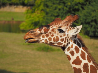 portrait of a giraffe