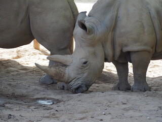 rhino in the zoo