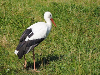 stork in the grass with a raised leg, photographed in the zoo