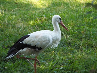 stork in the grass