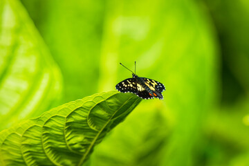 Beautiful black erodyle checkerspot butterfly with bright yellow and orange spots rests on large green leaf in Costa Rica