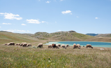 Sheep grazing on a mountain near a lake.
