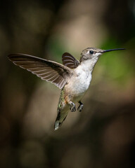 Fototapeta na wymiar Ruby throated hummingbird in flight feeding and preening