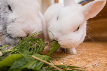 Kaninchen gesunde Ernährung 2