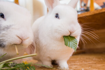 Kaninchen gesunde Ernährung Blatt