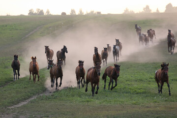 A herd of horses in a field runs in the dust at sunset