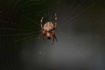 Macro of a spider on its web