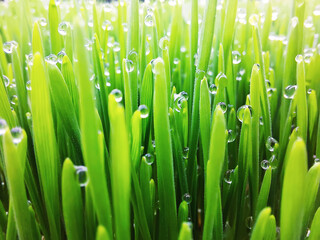 Natural abstract grass background