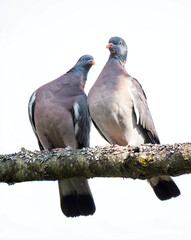 Die Ringeltaube (Columba palumbus)