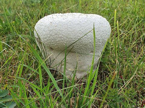 Handkea utriformis, syn. Lycoperdon utriforme or Calvatia utriformis, commonly known as the mosaic puffball.