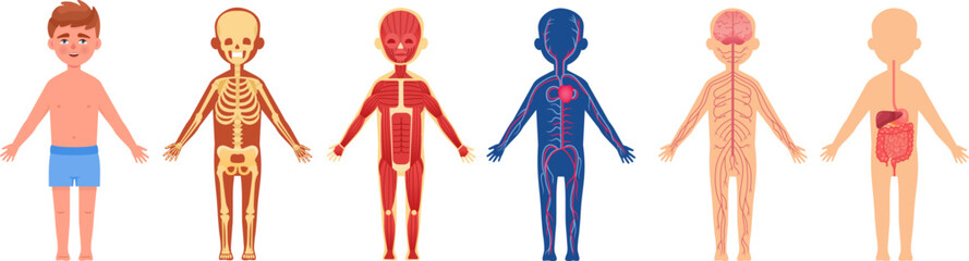 Child body system. Human skeletal children anatomy, cartoon skeleton nerves organs intestine muscle circulatory cell, medical humanisty biology lesson, neoteric vector illustration