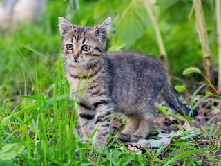 A small tabby kitten with an attentive look in the garden among the green grass